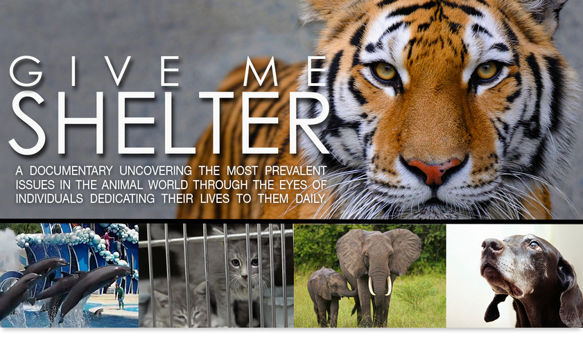 Give Me Shelter - Film Online