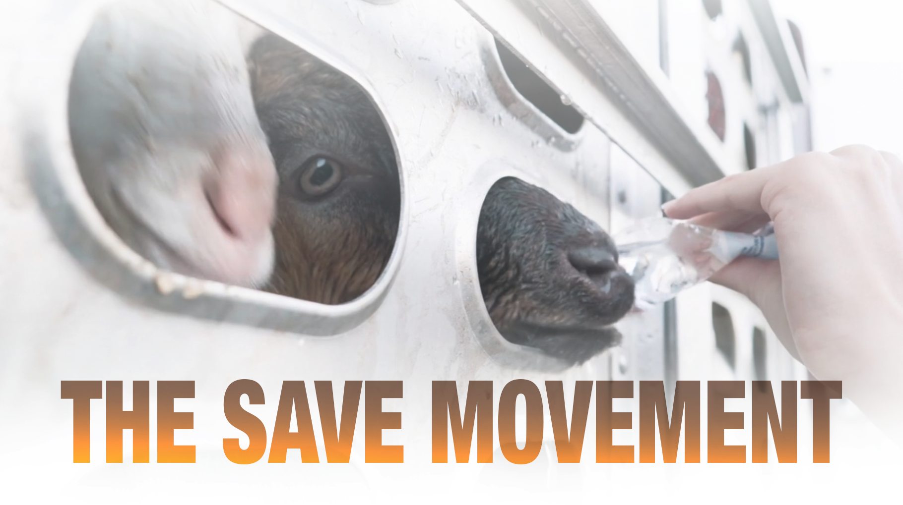 THE SAVE MOVEMENT Online