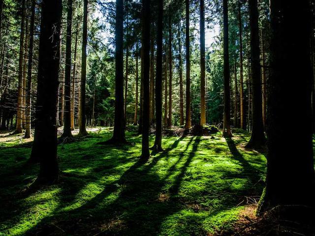 gregoriadou_benetios_fy29