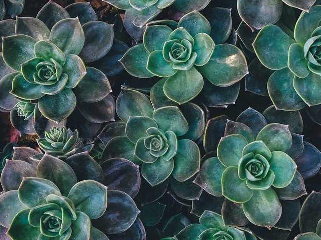 illarion_semenova_sApv