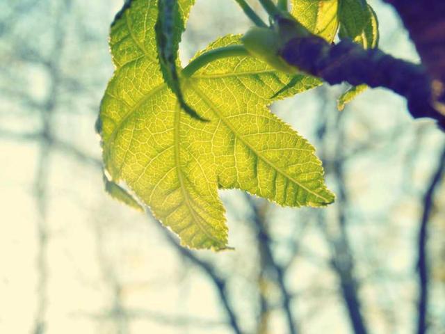 lebedev_illarion_r1ZA