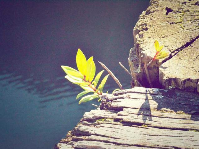 kannelopoulos_sophronia_qRF5