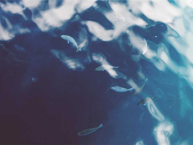 anastasia_sevcenko_ZTMW