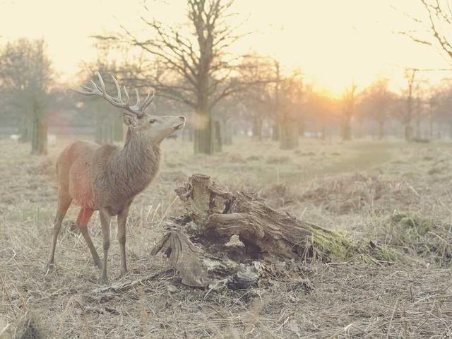 elizaveta_melnicenko_Od7p