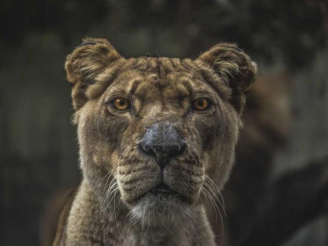 papastamou_phrankiskos_ni0Z