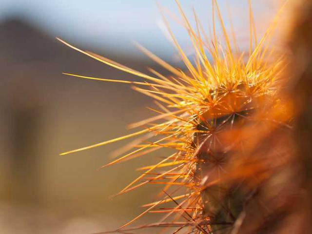 kononov_timofej_Nn7i