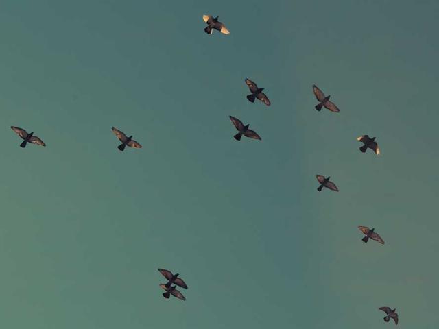 auxentios_trikoupe_Fa1s