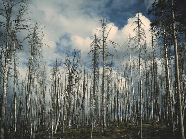 simonova_maksim_XyWp