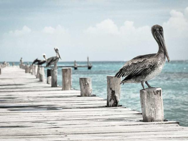 rozalina_zdanov_eup2