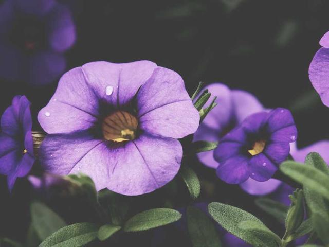 rozalina_muravev_L6C9