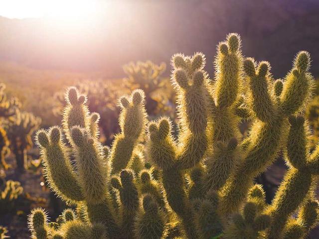 regas_oikonomopoulou_mVnV