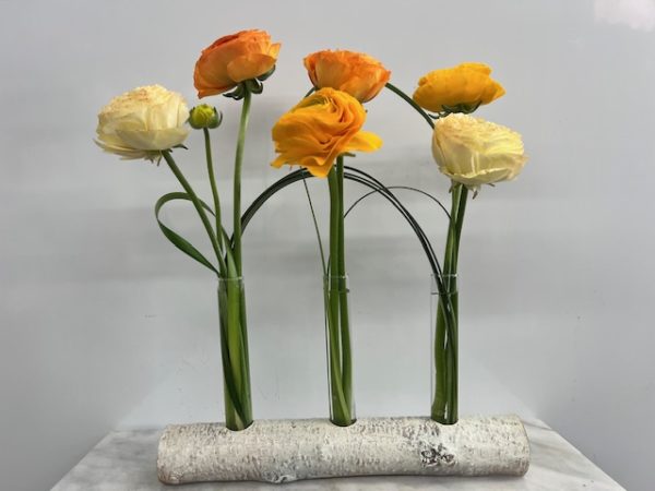 Ranunculus in a Birch Log